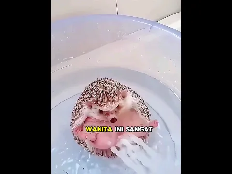Mengadopsi bayi landak dan mereka tidak dapat dipisahkan🥺❤️