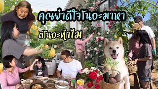 ธรรมดาที่แสนสุข เก็บผักไปให้พ่อแม่สามีญี่ปุ่นดีใจมาก แล้วไปเที่ยวดูดอกไฮเดรนเยียสวยๆ