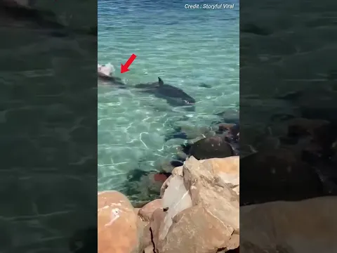 Defense Mechanism Of Dwarf Sperm Whale