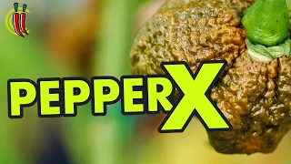 Pepper X World Record. A Professionals Opinion