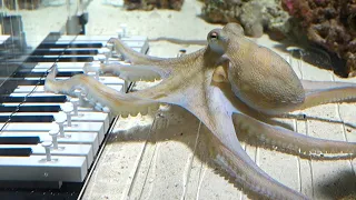 I taught an octopus piano (It took 6 months)
