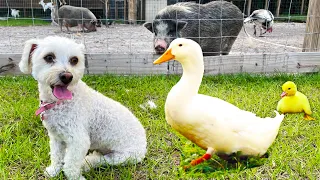 PUPPY'S FIRST TIME AT A FARM!!