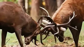 Fight between animals video 😎#animals #lion #wildlife #youtubevideo #tiger #action #trending #viral 
