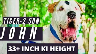 TIGER-2 BLOODLINE||FIRST ENGLISH SUBTITLES VIDEO||PRESENTED BY BULLY KUTTA IMPORT EXPORT||