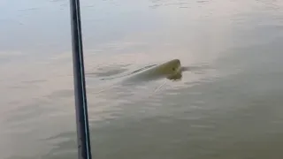 PARECIA A MAIOR SUCURI DO MUNDO BEM DO LADO DO MEU CAIAQUE