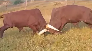 African Bulls🐂 fight awesome to watch