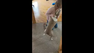 Pitbull and Cat Reunion With Owners After a Month Away