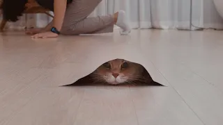 고양이가 해리포터 투명망토를 사용하는 방법😼