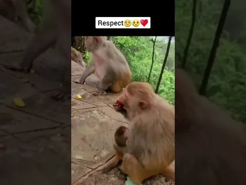 This Monkey's 🐵🙇‍♂️ Caring Towards Her Baby 🤐💖💯 Is Heart Melting 🥺❤️‍🔥