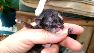 O DIA QUE MEUS GATINHOS NASCERAM