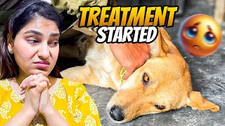 We Started Her Treatment… This Dog 😢🐾