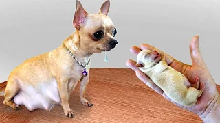 EATING WITH MY LITTLE DOGS | Kluna Tik VT Dog Food
