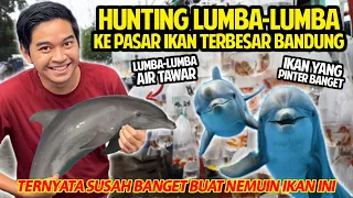 HUNTING LUMBA-LUMBA KE PASAR TERBESAR DI BANDUNG! SUSAH BANGET DIDAPET! BABY DOLPHIN FISH AIR TAWAR!