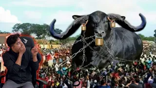 এটা গরু নাকি দানব😮 বর্তমান দুনিয়ার সবচেয়ে বড় ৮ গরু Biggest bulls