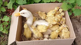 Amazing Pekin 23New Duckling Hatching From Eggs / New Baby Duck after Born