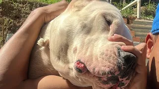 DIA DE BANHO NO DOGO ARGENTINO