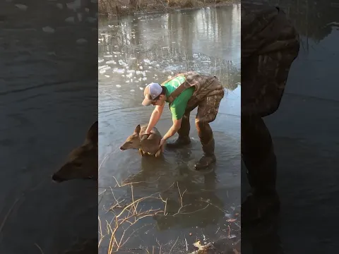 Baby Deer Trapped On A Freezing Pond