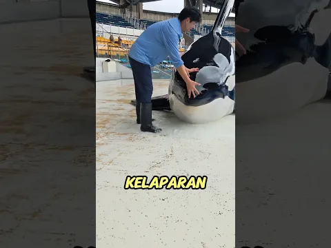 Semua Ikan Ditolak, Sampai Akhirnya Paus Ini Cuma Mau Satu Hal! #shorts