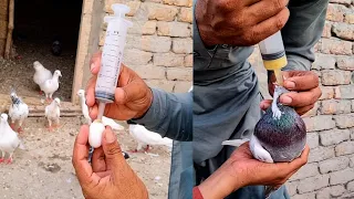 kabutar Ko Anda pilane Se kya fayde Hain Muhammad ISMAIL Pigeons