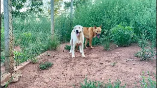 After Days of Waiting… Did He Finally Win Her Heart? 🐾❤️