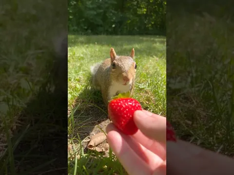 I Gave a Squirrel a Strawberry… 🍓🐿️