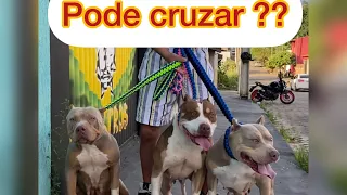 Pode cruzar american Bully em pit monster