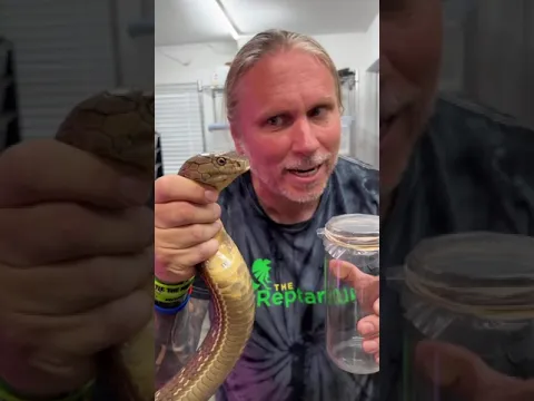 King Cobra Venom Milking! #shorts