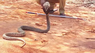 Big rat snake rescued by poviarasan | Mrcobra