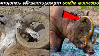 ജീവൻ രക്ഷിക്കാൻ പ്രകൃതി നൽകിയ ഭാഗങ്ങൾ ജീവനെടുക്കുമ്പോൾ | Ashik Uncovered | Malayalam