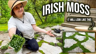 PLANTING IRISH MOSS BETWEEN FLAGSTONE PAVERS | HOBBIT VIBES
