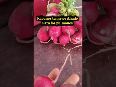 No más metales pesados gracias a los rábanos ❤️‍🩹💥🫜 #metalespesados #salud #parati #health #vida