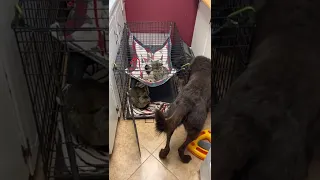 Dog (Buster) introduced to cats for 1st time.