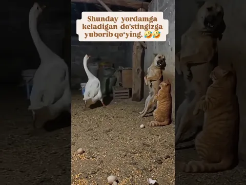 🤣GʻOZ YOMON QILDI LEKIN🤣 #reels #dance #music #rekkkkkk #duet #kottabollar #love #duck #rek #fargona