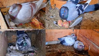 Kabutaron ki Breeding || Muhammad ISMAIL Pigeons