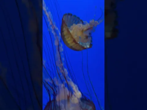 Biggest moon jellyfish ever!