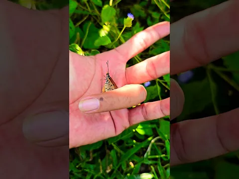 🦋😱#crab #animal #fish #scorpion #millipede #shorts #insects #nature #viral