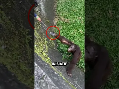 Momen paling menakjubkan ORANG UTAN