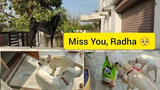 Roxi Or Kaalu , Radha Chali Gayi , Labrador Dog Family ❤️