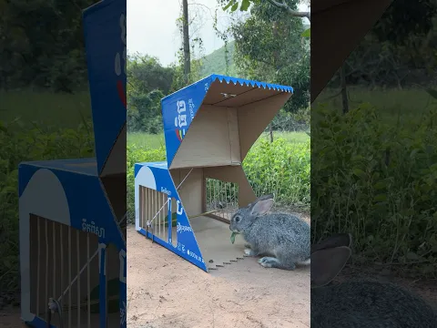 Building Beautiful DIY Rabbit Trap Using Cardboard Box #camping #outdoors #bushcraft