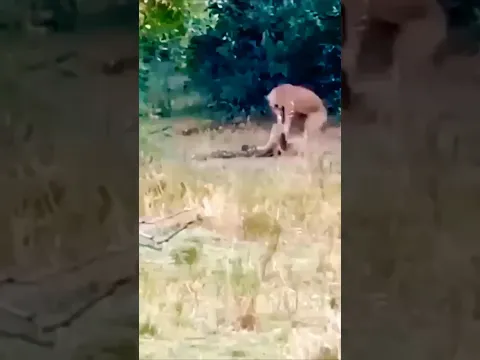 الاسد كان واثقا لكن الافعى غيرت الموازين#shorts