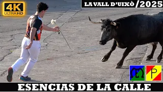 4K - CONCURSO ESENCIAS DE LA CALLE - LA VALL D'UIXÒ 2025