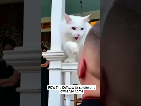 Cats and Their Soldiers#DogsAndTheirSoldiers#LoyalCompanion#Fyp#Foryoupage#viral