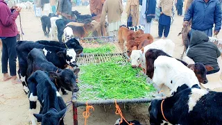 dudh Peene Wale gay Bhains on ke bacche Mandi meinSasti price Mein Mil Rahe Hain 03487484726 💝