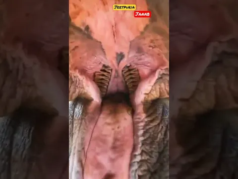 Amazing view Africa animal amazing jungle view Dubai 🇦🇪 || Jeetpuria janab
