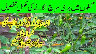 How to Grow Chili from Seeds | Complete Video