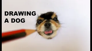 How To Draw A Realistic Dog