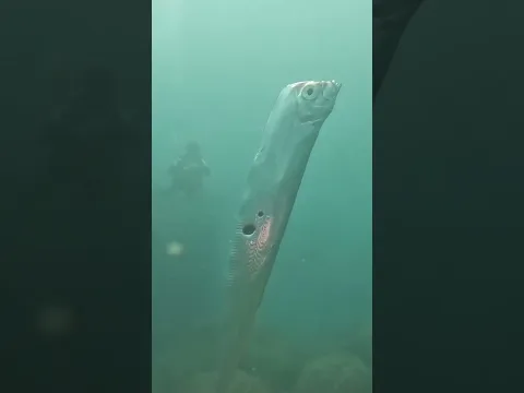 Si ves este pez, ¡busca un lugar seguro! 😭 | CuriosoBen 😾 #curiosoben   #shorts #ciencia