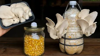 🍄 Cómo Cultivar Hongos | Desde los que Compramos en el Mercado