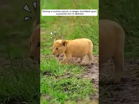 A ranger found a baby lion in trouble and rescued it #lion #animals #shorts