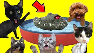 Bromas divertidas en el baño y la piscina con un cocodrilo / Videos de gatos Luna y Estrella